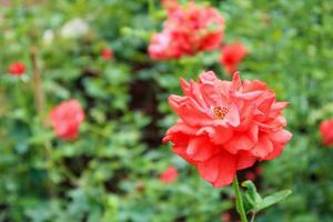lindas rosas vermelhas no jardim de flores foto