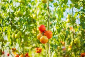 tomates maduros vermelhos frescos pendurados na planta de videira crescendo no jardim orgânico foto