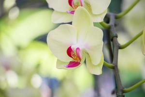 linda flor de orquídea phalaenopsis florescendo no fundo floral do jardim