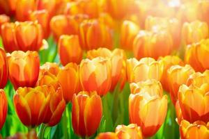 flor de flor de tulipas coloridas frescas no jardim foto
