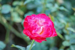 linda flor de rosas vermelhas no jardim foto