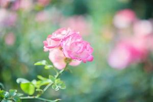 lindas flores de rosas cor de rosa no jardim foto