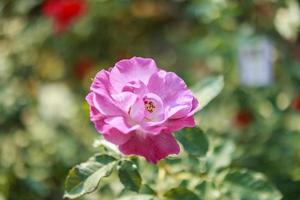 linda flor de rosas selvagens no jardim foto