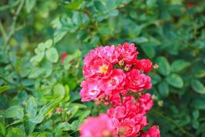 linda flor de rosas vermelhas no jardim foto