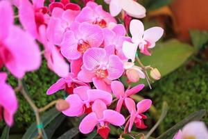 linda flor de orquídea phalaenopsis florescendo no fundo floral do jardim foto