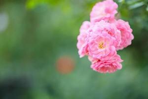 lindas flores de rosas cor de rosa no jardim foto