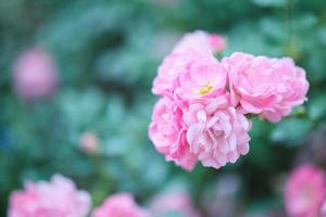 lindas flores de rosas cor de rosa no jardim foto