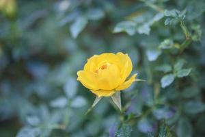 linda flor de rosas amarelas no jardim foto