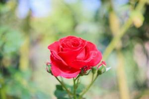 linda flor de rosas vermelhas no jardim foto