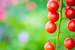 tomates maduros vermelhos frescos pendurados na planta de videira crescendo no jardim orgânico foto