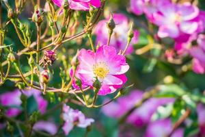 lindas flores de rosas cor de rosa no jardim foto