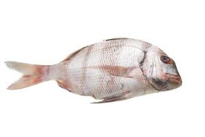 porgy cru em branco foto