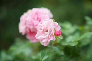 lindas flores de rosas cor de rosa no jardim foto