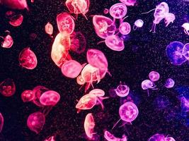 água-viva rosa e roxa debaixo d'água foto