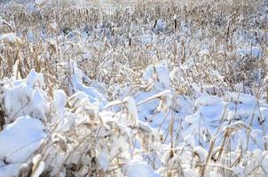 close-up de muitos juncos amarelos, cobertos com uma camada de neve. o terreno pantanoso no inverno foto