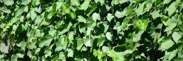 textura de uma parede coberta de hera de folhas verdes em um vinhedo foto