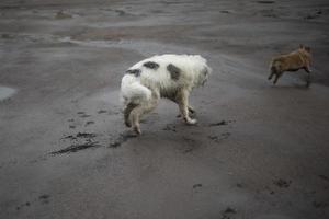 cães de vários tamanhos. cães brincam na rua. foto