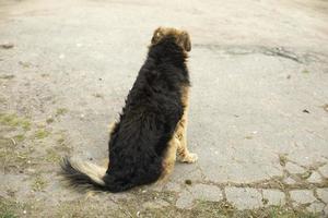 cão senta-se no asfalto. animal vadio na rua. foto