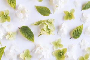 fundo de flores verdes brancas em flatlay de textura floral de hortênsia foto