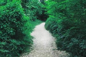 um túnel com um caminho através de plantas fofas para a floresta. foto