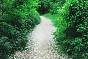 um túnel com um caminho através de plantas fofas para a floresta. foto