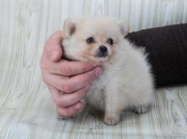 cachorro spitz da pomerânia foto