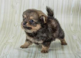 cachorro spitz da pomerânia foto