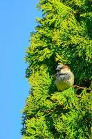 pardal macho aninhado no topo de uma árvore perene em um dia ensolarado foto