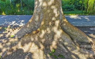 enorme bela sumaúma árvore ceiba com picos no méxico. foto