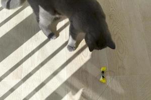 gato britânico brinca com um laço amarelo foto
