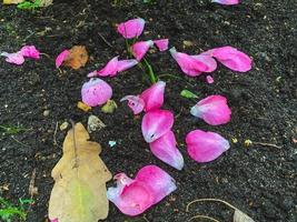 pétalas de rosa e folhas de outono foto