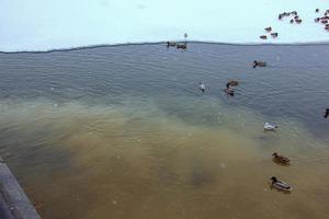 esgoto ou esgoto da cidade entra no rio e polui a água e o meio ambiente com resíduos e odor de esgoto. inverno, gelo, patos em um rio sujo foto