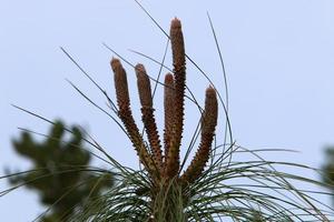 cones nos galhos de um cedro libanês em um parque da cidade no norte de israel. foto