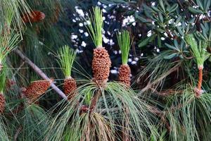 cones nos galhos de um cedro libanês em um parque da cidade no norte de israel. foto