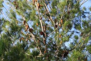 cones nos galhos de um cedro libanês em um parque da cidade no norte de israel. foto