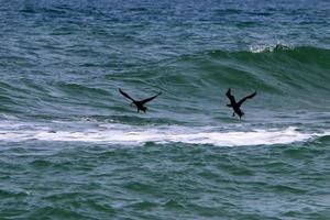aves marinhas biguás à beira-mar em israel. foto