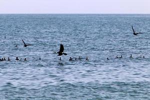 aves marinhas biguás à beira-mar em israel. foto