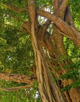 enorme linda ficus maxima figueira playa del carmen méxico. foto