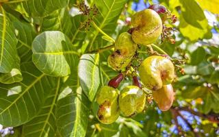 cajueiro anacardium occidentale com frutas maduras e nozes no méxico. foto