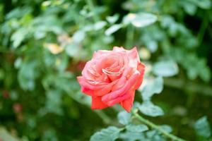 linda flor de rosas vermelhas no jardim foto