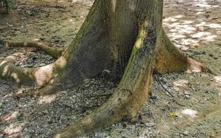 enorme bela sumaúma árvore ceiba com picos no méxico. foto