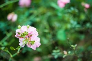 linda flor de rosas cor de rosa coloridas no jardim foto