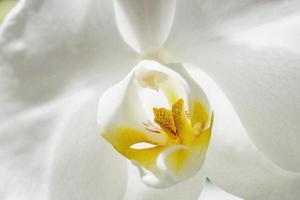 flores de orquídeas brancas com gotas de orvalho. foto