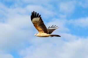 caracará de cabeça amarela na praia de grussai, estado do rio de janeiro, brasil foto