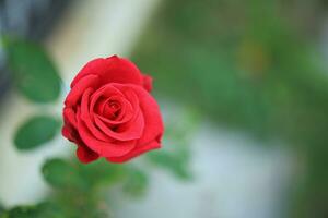 linda flor de rosas vermelhas no jardim foto