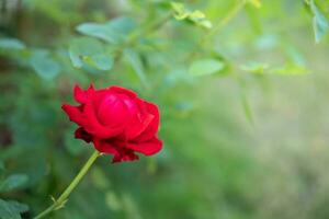 linda flor de rosas vermelhas no jardim foto