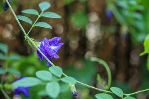 fechar a flor de ervilha borboleta azul no jardim foto