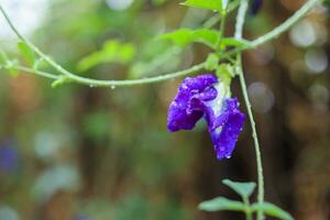 fechar a flor de ervilha borboleta azul no jardim foto