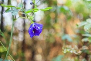fechar a flor de ervilha borboleta azul no jardim foto