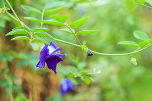 fechar a flor de ervilha borboleta azul no jardim foto